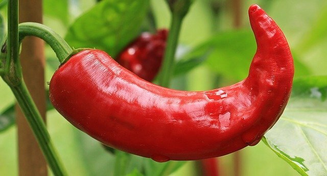 40 SEEDS PAPRIKA PEPPER FRESH SEEDS , MAKE YOUR FOOD TASTE GREAT