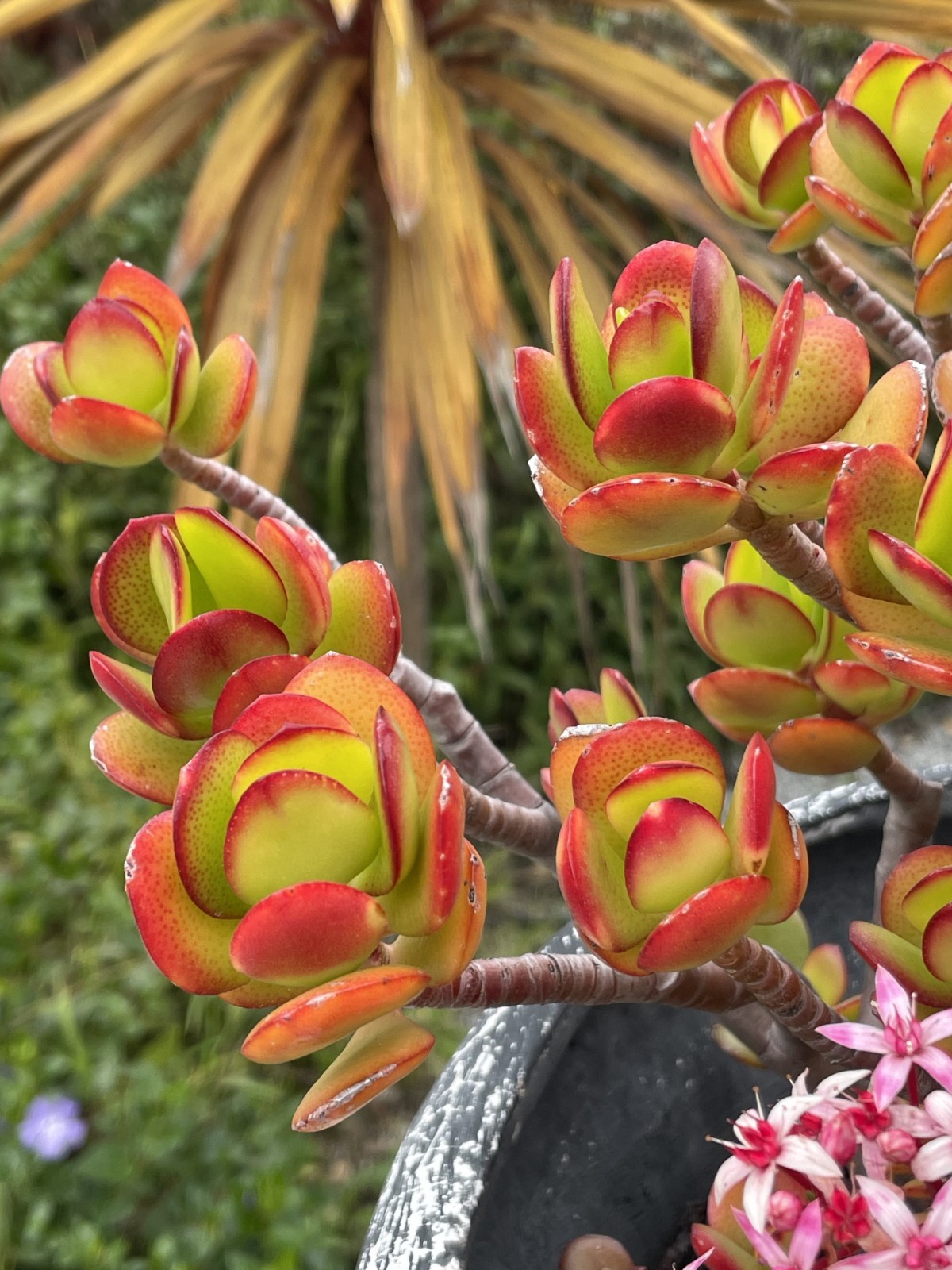 Crassula Ovata Jade Plant Rare Succulent Easy Care Live Plant 1-Cutting 2-3″