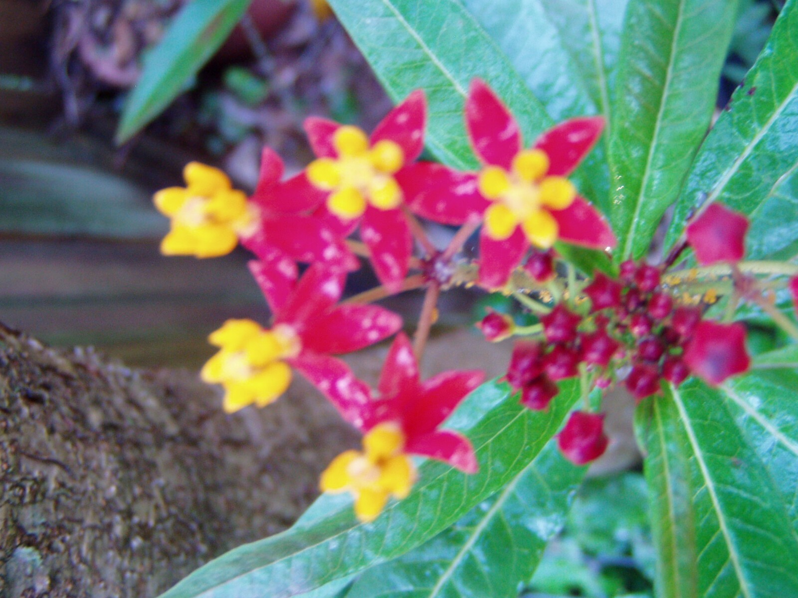 Asclepias curassavica Silky Deep Red Milkweed 10 seeds