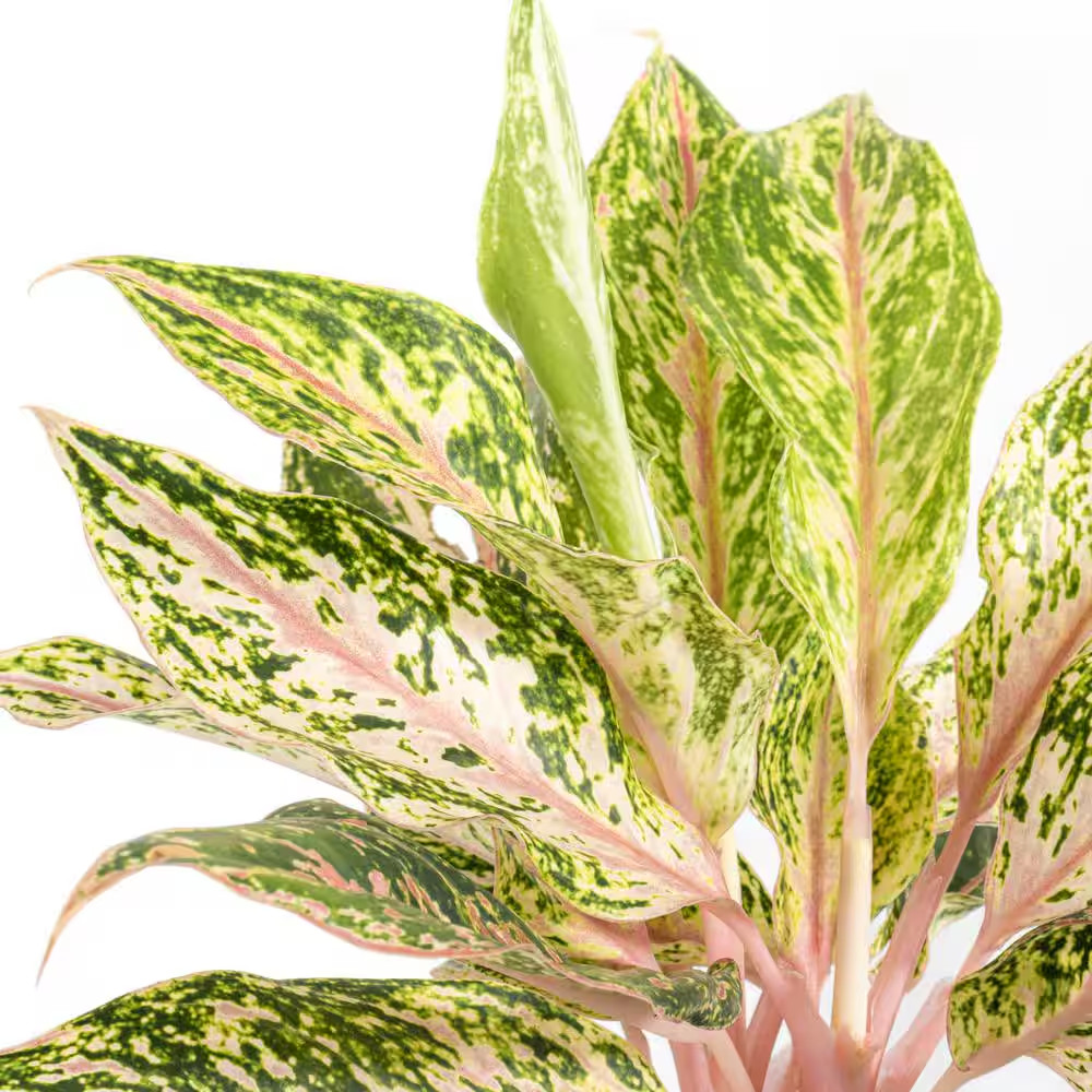 Aglaonema Sparkling Sarah Live Indoor Outdoor Houseplant in 6 Inch Grower Pot