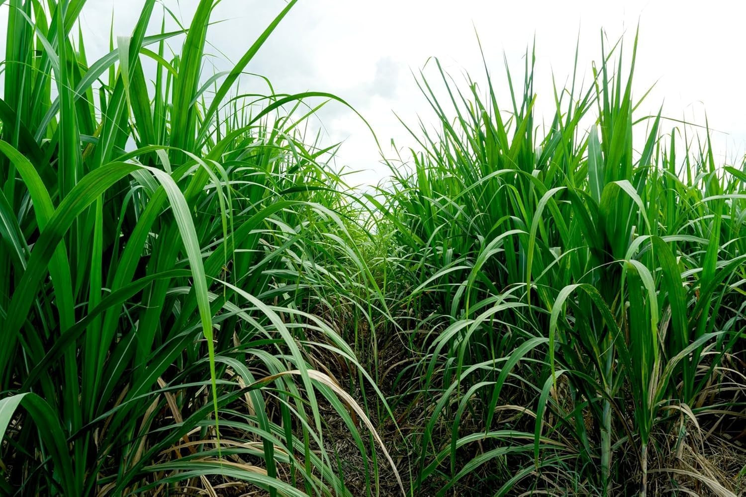 Bulk Elephant Grass Seeds – Tallest Grass in the World (10 Pounds)