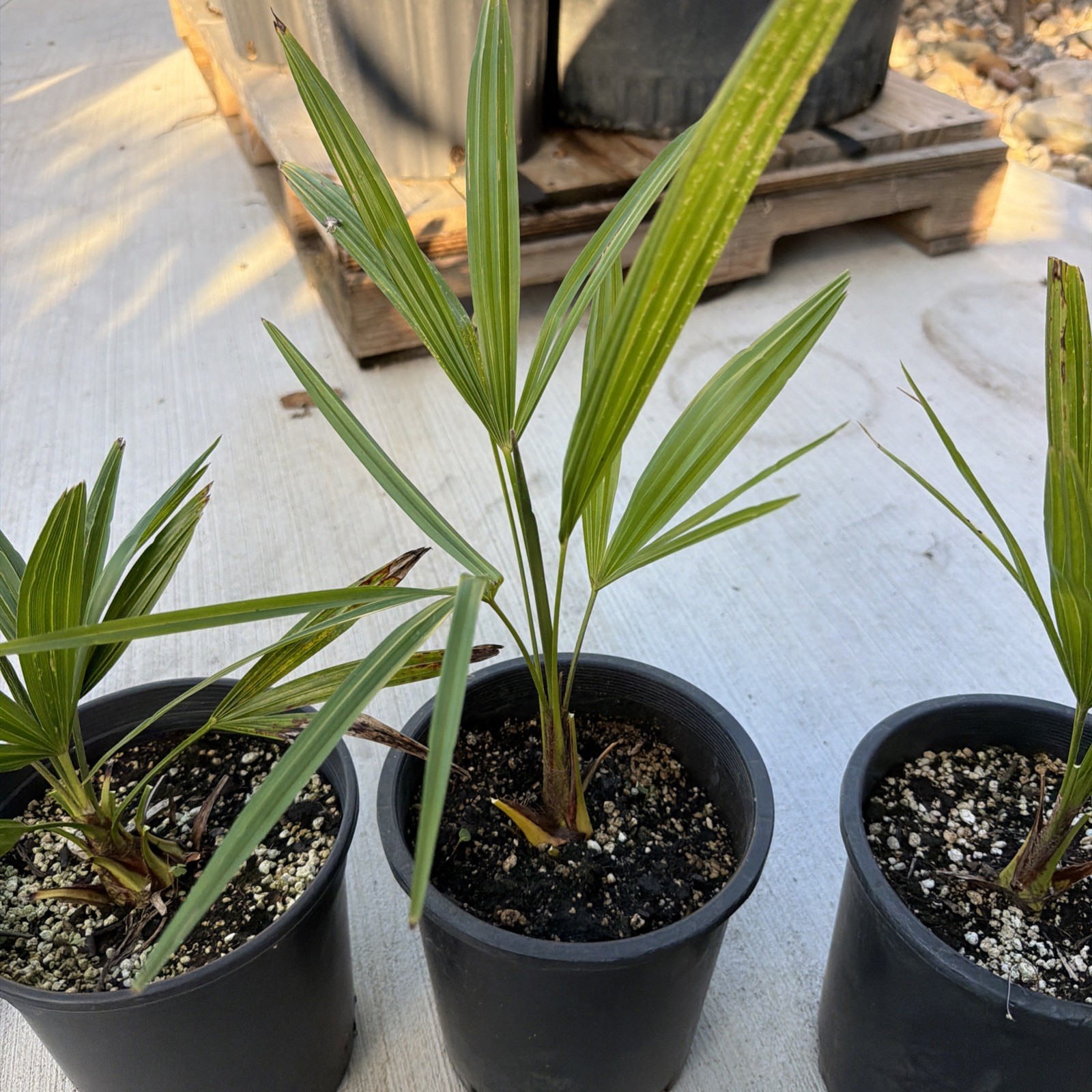 Windmill Palm 1 Gallon Pot 4 Pack