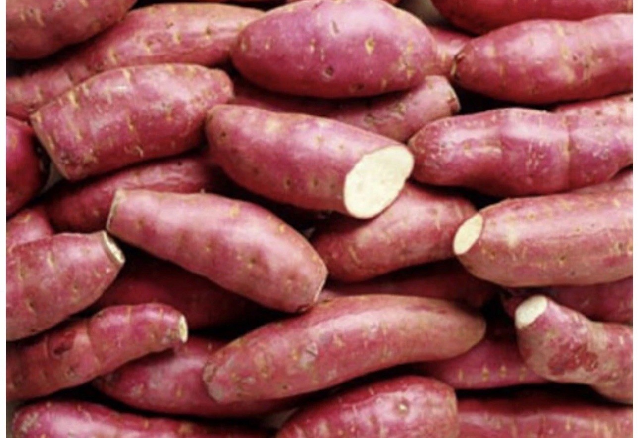 10 Red Japanese Sweet Potato Slips – Cuttings – organically grown