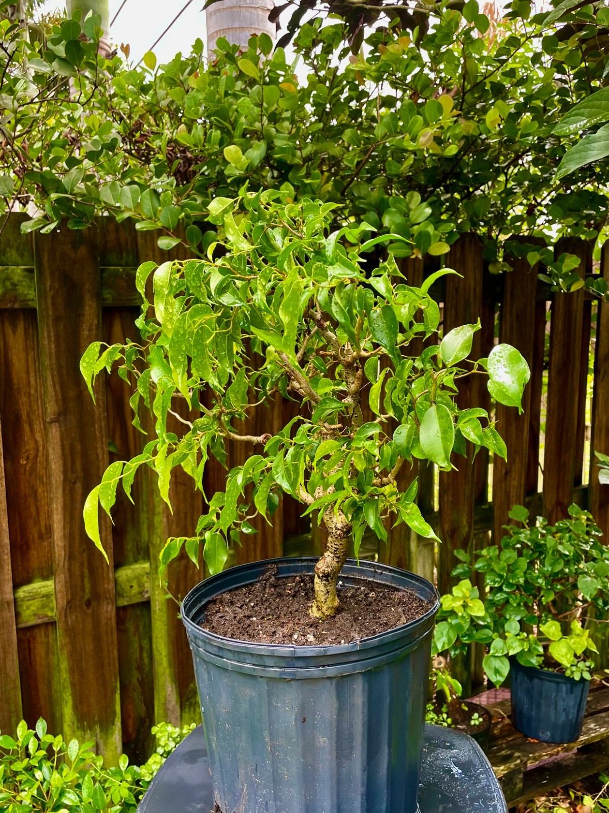 Ficus Bonsai Tree aerial roots 7 years Ariel roots on 1 ” trunk Size