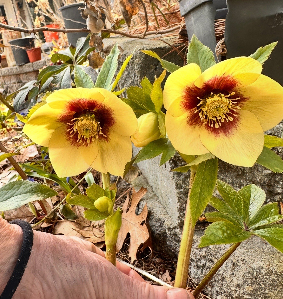 (4) Hellebores Collection. Live Plants. Package Deal!