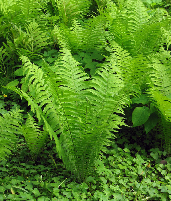 5 TN OSTRICH/GLADE FERN rhizome/root- (Matteuccia struthiopteris)