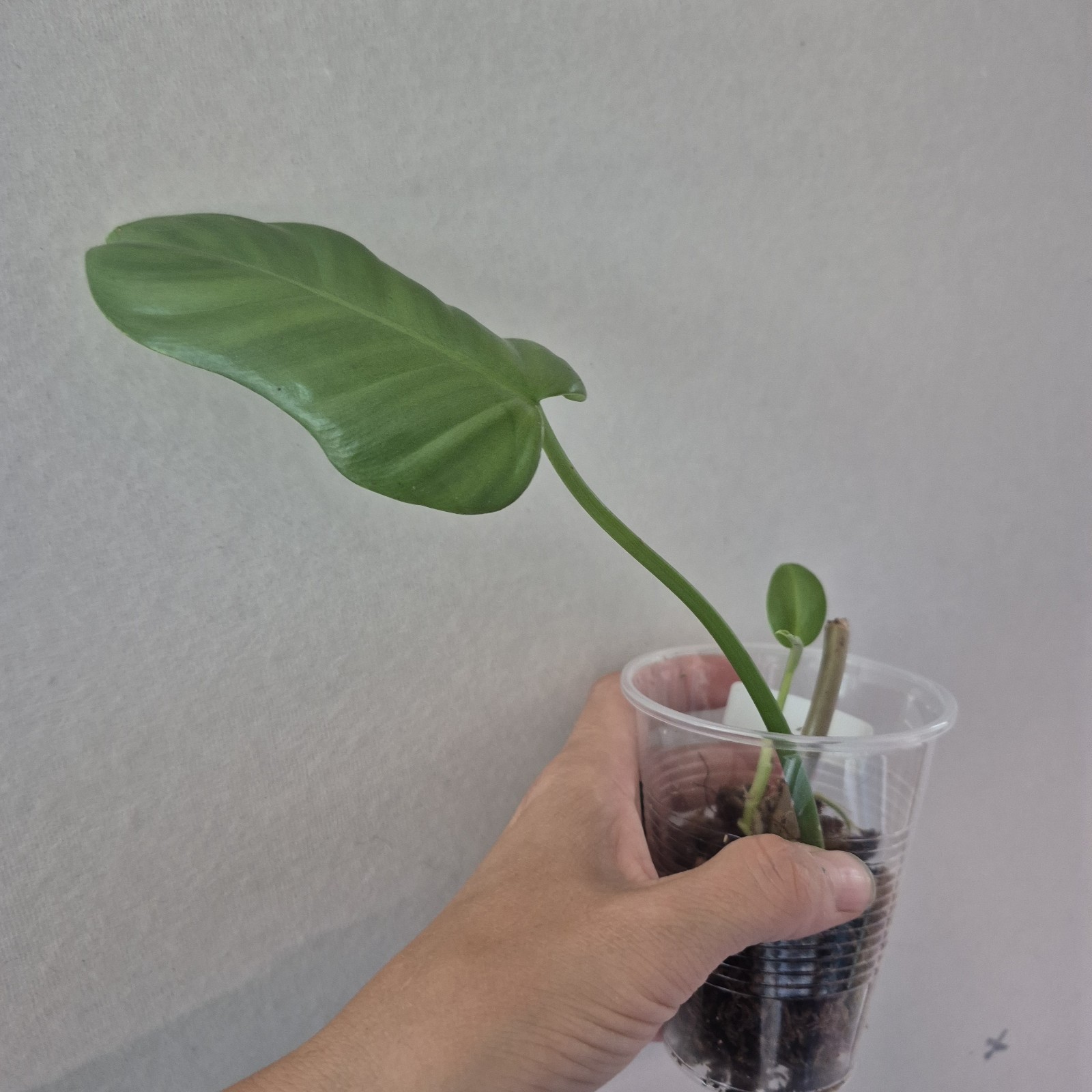 UNKNOWN Philodendron NOID – rooted tropical Indoors live plant 3 Inch Cup