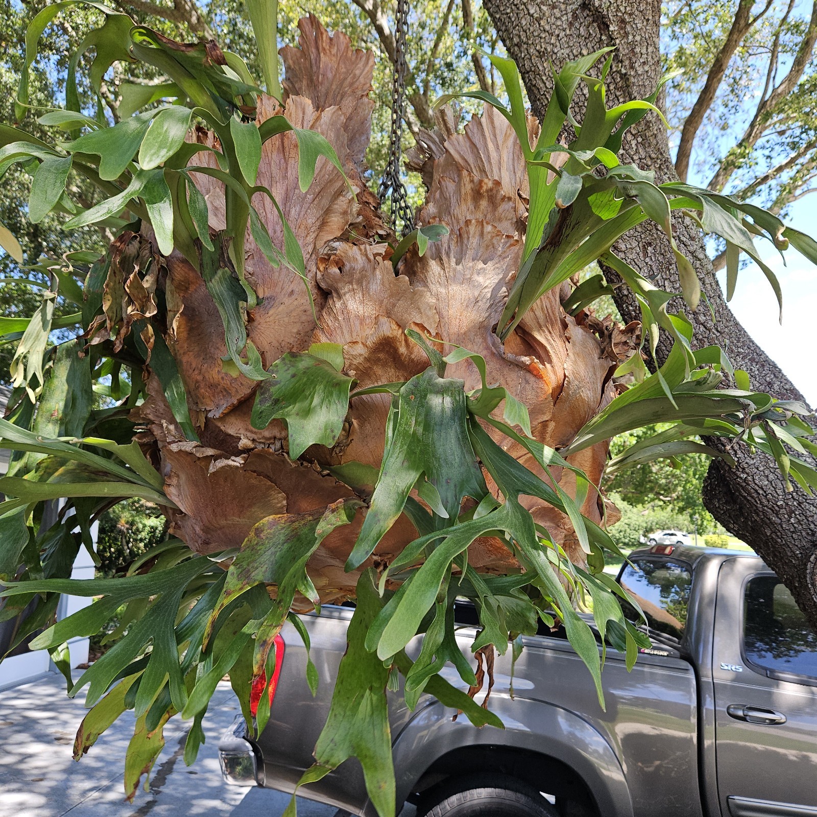 STAGHORN FERN, LARGE PLANT. OVER 20 YEARS OLD, LOCAL PICKUP ONLY.