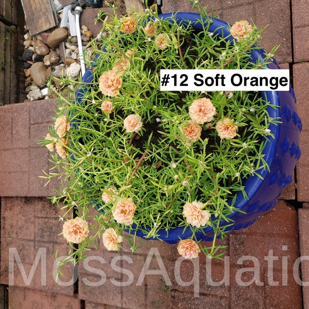 Moss Rose ( Portulaca Grandiflora ) , Mix, 10 unrooted Cutting