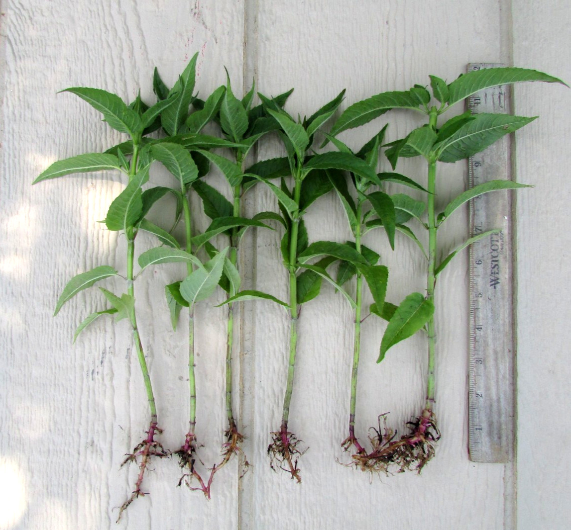 Lot of 6 Monarda Pink Bee Balm Starter Plants Bright Pink Attracts Pollinators