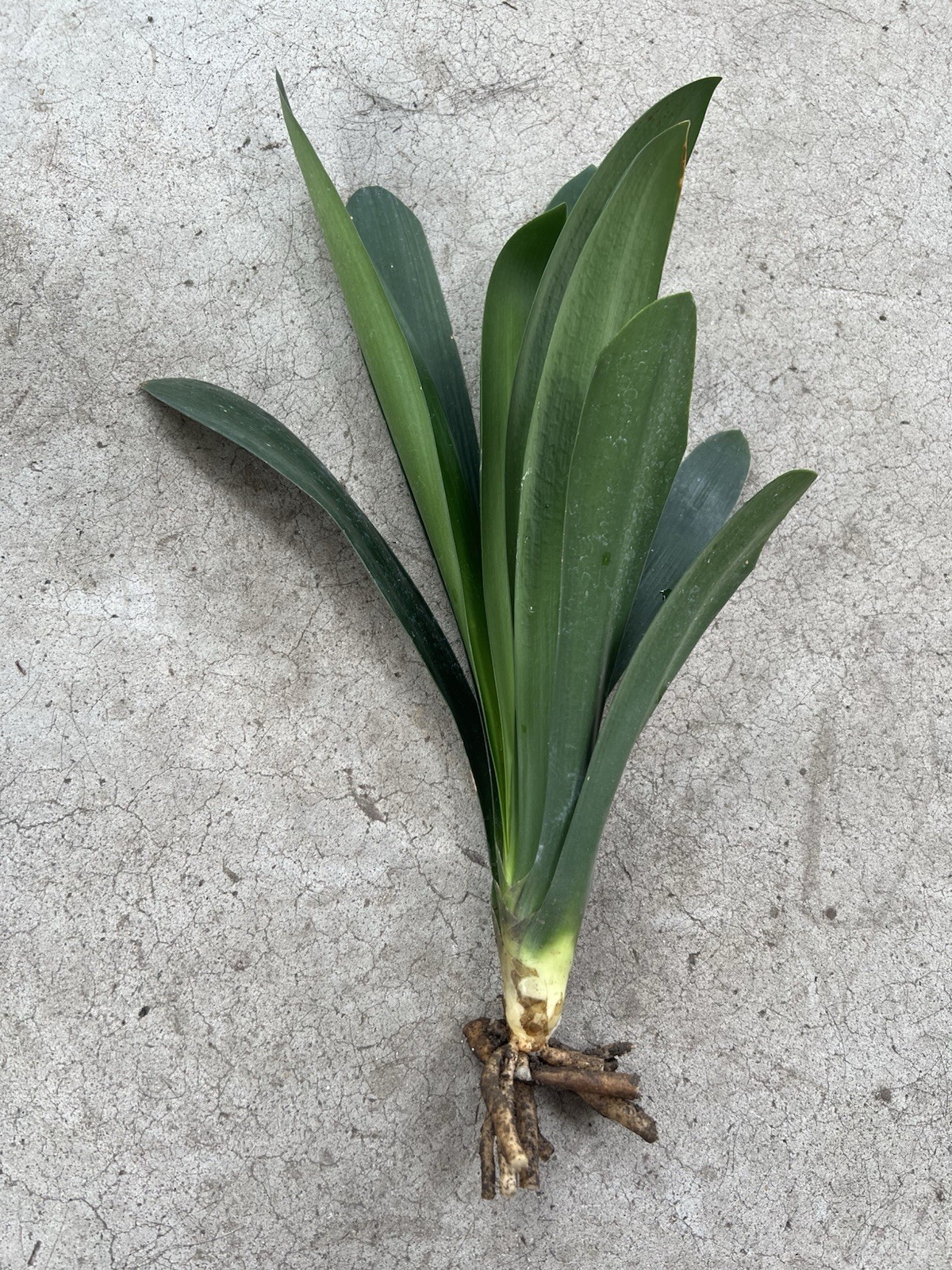 Clivia Miniata Bush Lily Orange Flowers 10 Leaves Ready to Plant No Pot