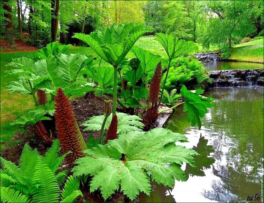 5 Gunnera Manicata Seeds