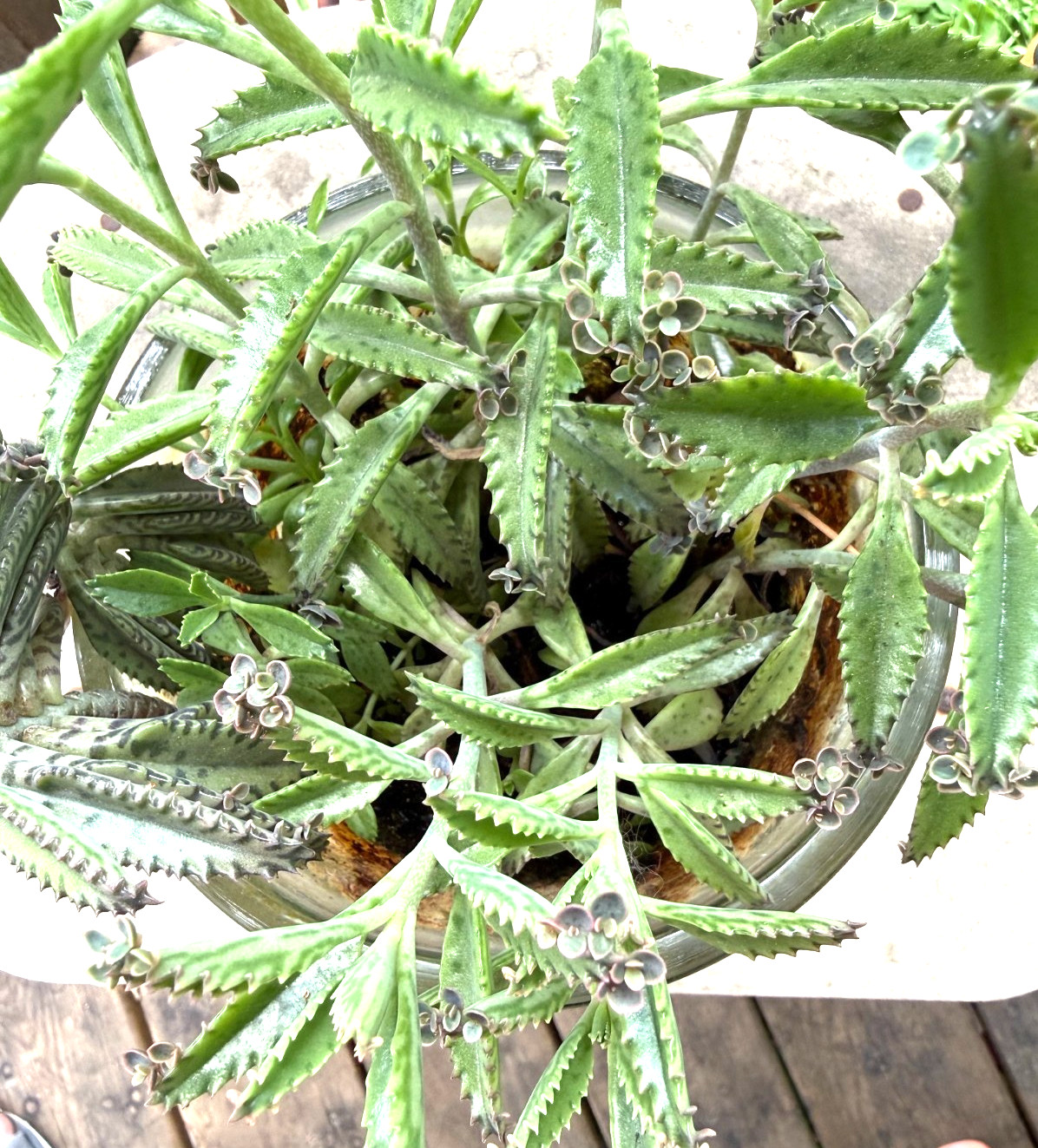 3 Live Organic Plants Mother of Thousands,