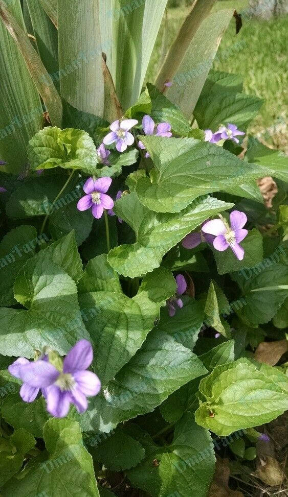 12 Wild Violet Flower Plant Purple Viola, Bareroot Rhizomes Bulbs