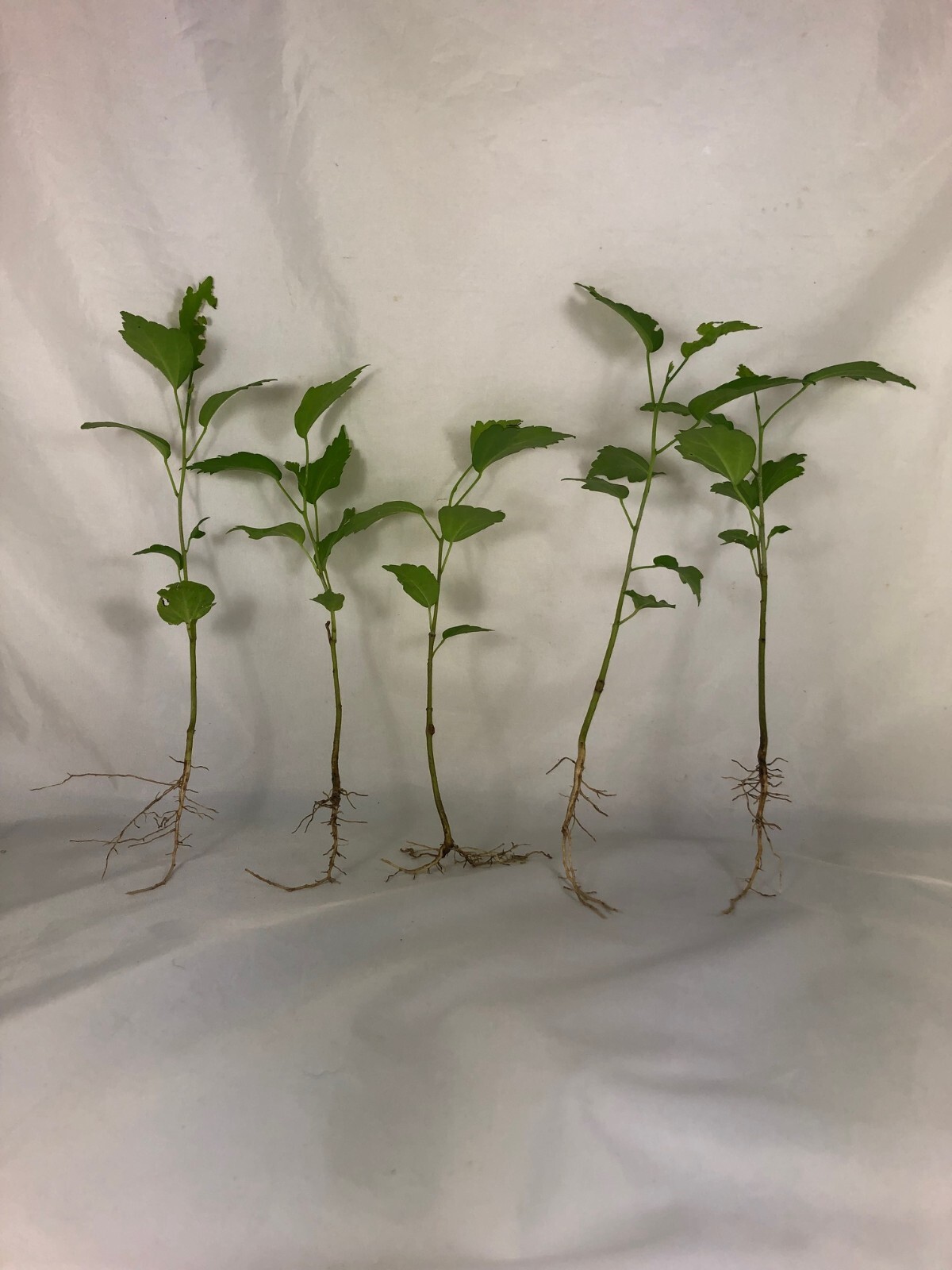 (Rose Of Sharon) Hibiscus Live Plant with Roots