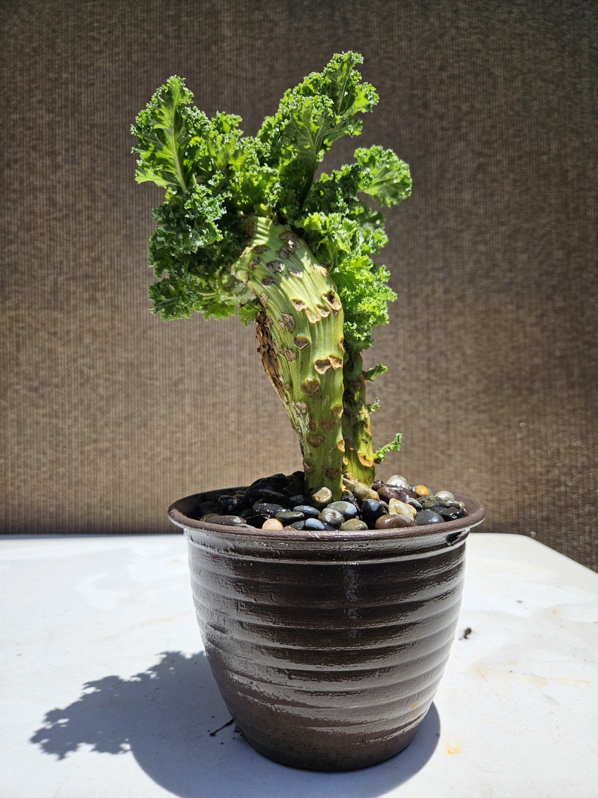 Old Blue Ridge Kale (Brassica oleracea var ) Bonsai Tree,,, SALE