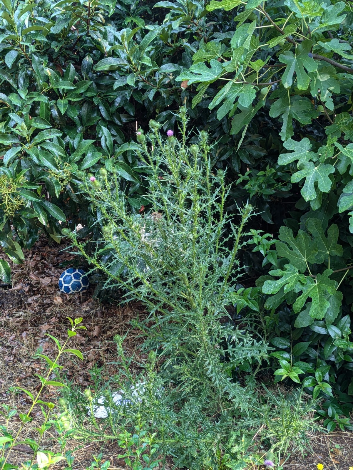 Organic Milk Thistle Seeds
