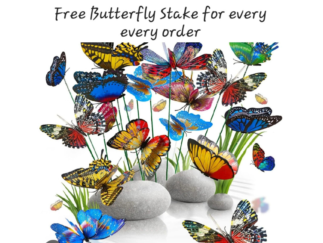 5LUCKY BAMBOO PLANTS 6″ Free Butterfly Stakes, Indoor Perennial, Ideal GIFT