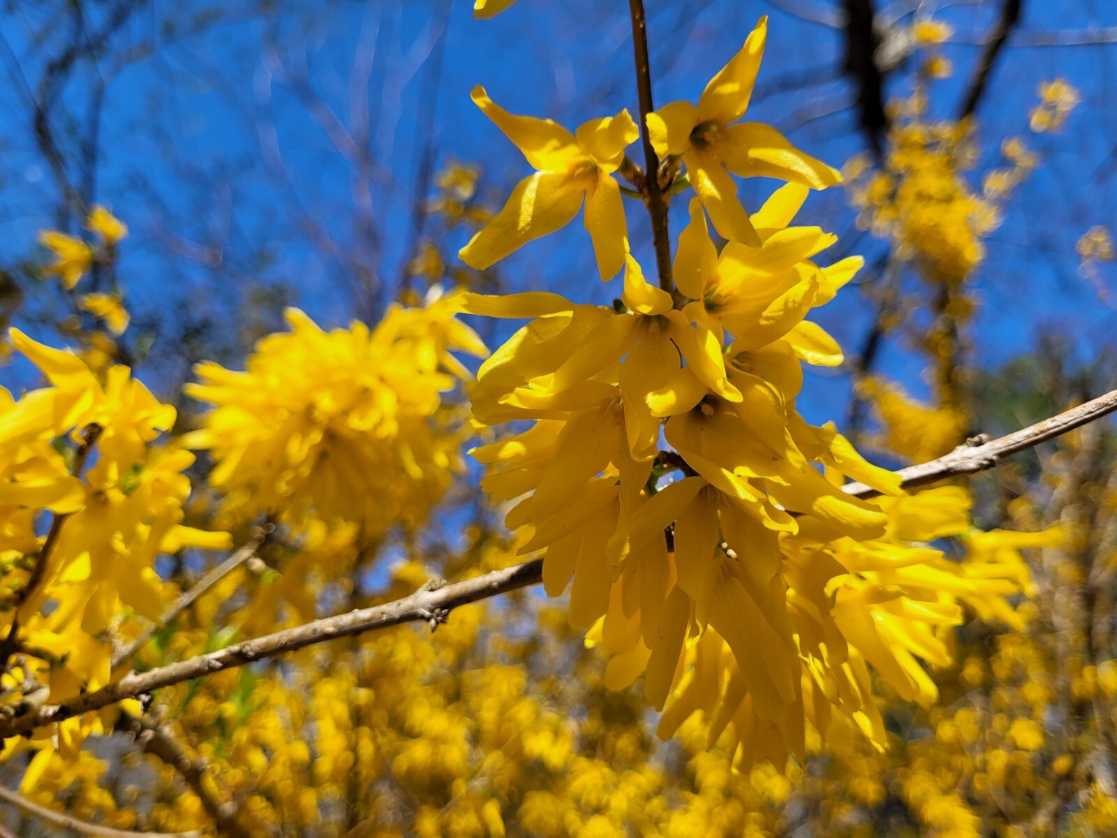 10+5 cuttings Golden Forsythia Gold, hardy bush, ornamental, privacy hedge