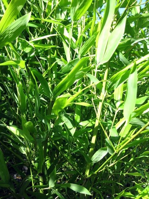 4 Plants – David Bisset Bamboo/Phyllostachys-VERY COLD HARDY DOWN TO -15 DEGREES