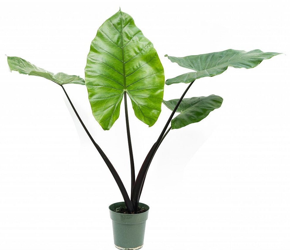 Alocasia Macrorrhiza Black Stem Elephant Ear 3″ Pot Live Plants Outdoor Garden