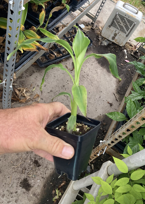 Mekong Giant Banana Plant – Musa Itinerans – Very Cold Hardy