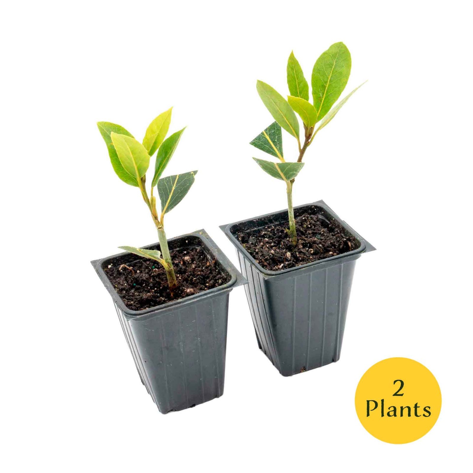 Bay Laurel (Laurus Nobilis) in 3.5″ Nursery Cubes, Live Aromatic Culinary Herb
