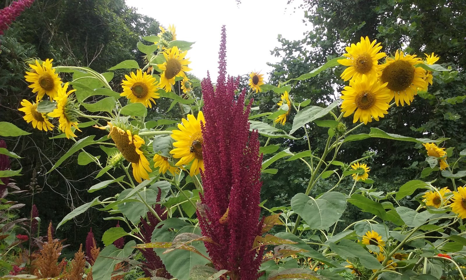 Custom Sunflower Seed Mix (30 Seeds) 30 KINDS of Ornamental Sunflowers in Mix!