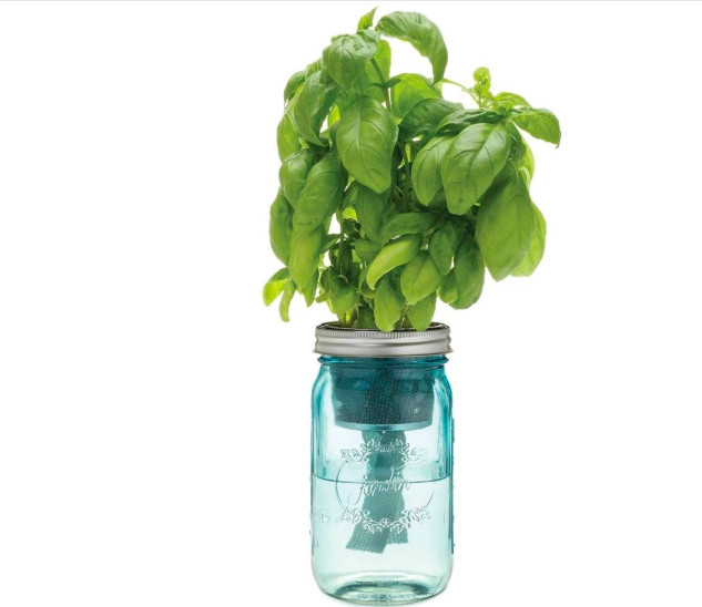 Keto: Modern Sprout Basil Herb Kit – 32 oz (0.1 carbs)