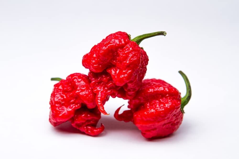 10 Carolina Reaper Pepper Seeds to Plant Worlds Hottest Peppers