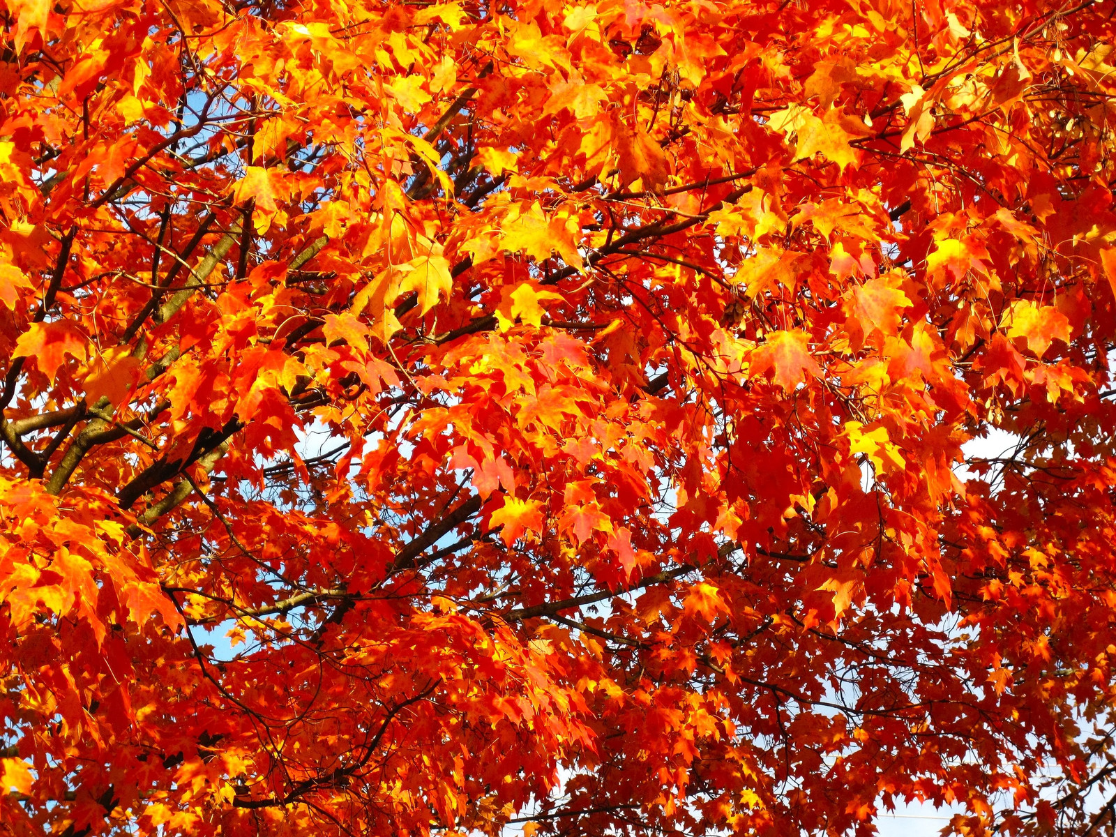 Sugar Maple Tree Seeds – For 2026 Planting Acer Saccharum Sweet Syrup Canadian