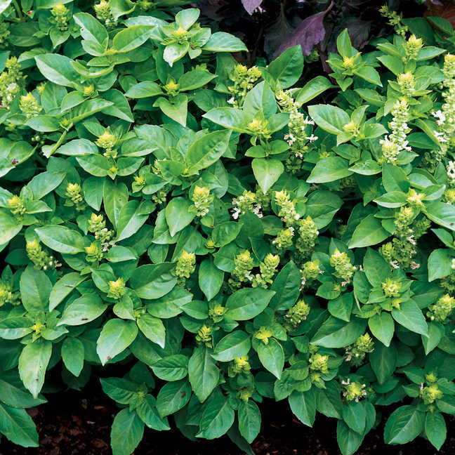 Ocimum basilicum Basil Marsellie fragrant french basil 10 seeds