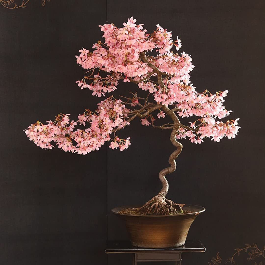 20 Japanese Flowering Cherry Blossom Rare Bonsai Seeds – Pink Flowering Tree