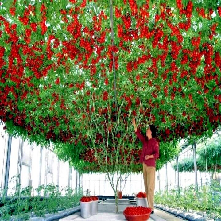 Tamarillo Tree Tomato Seeds Yields 60+lbs of Garden Fruit! Fast Growing Plant