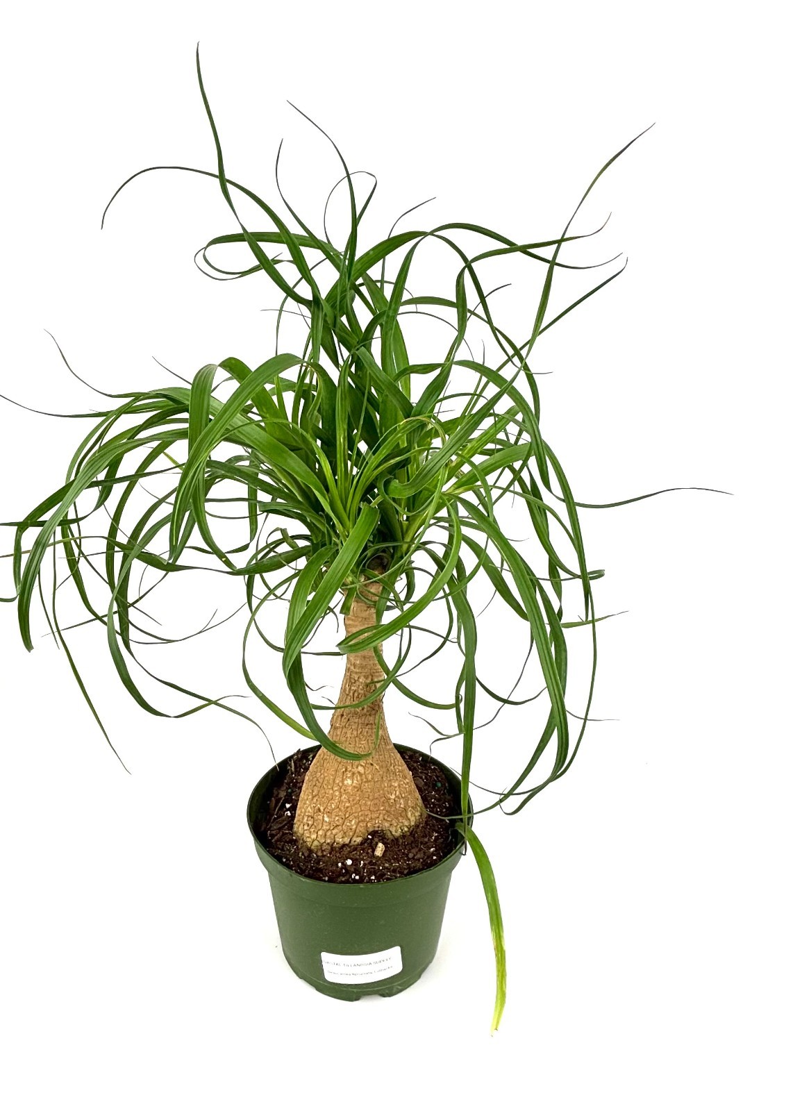Ponytail Palm Beaucarnea Recurvata Live Potted Plant 12-18″ Tall, 6” Pot