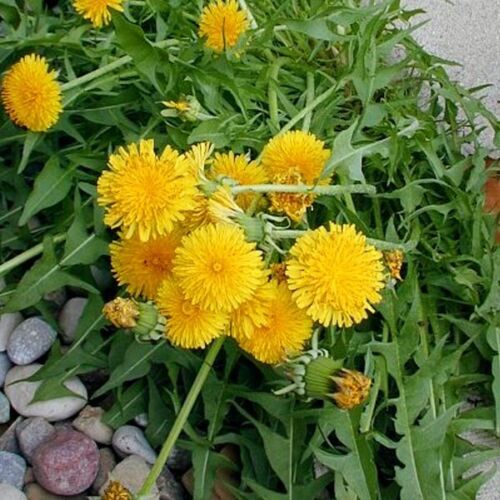 Dandelion Flowers Seeds Edible Flowers, Wild Organic-Non GMO- Heirloom Seeds