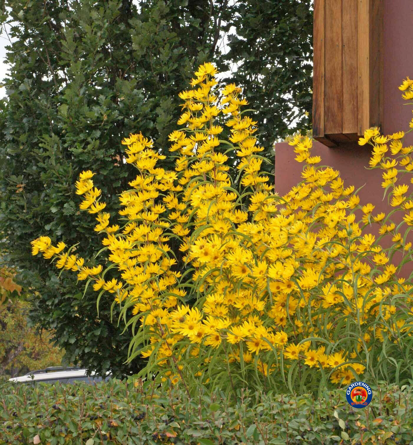 Maximilian Sunflower Seeds Helianthus Maximiliani (200 to 2000 SEEDS)