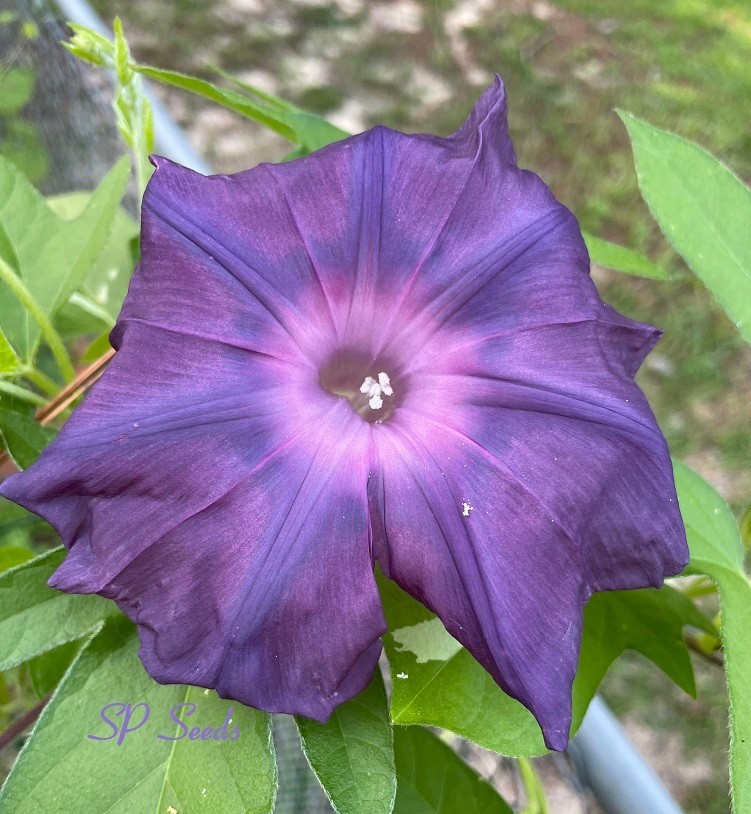 Black King – Japanese Morning Glory – ipomoea NIL – 6 seeds – Huge blooms!