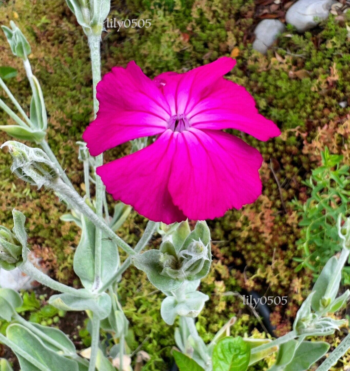 Rose Campion Heirloom Lychnis Coronaria Perennial Lot 20 Plants, Free Shipping