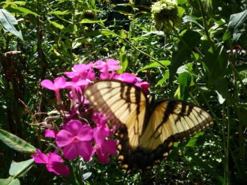 Tall phlox paniculata mix seeds