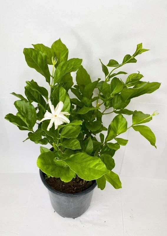 4″ Pot “BELLE OF INDIA JASMINE”~~Jasminum Sambac Double~Intensely Fragrant