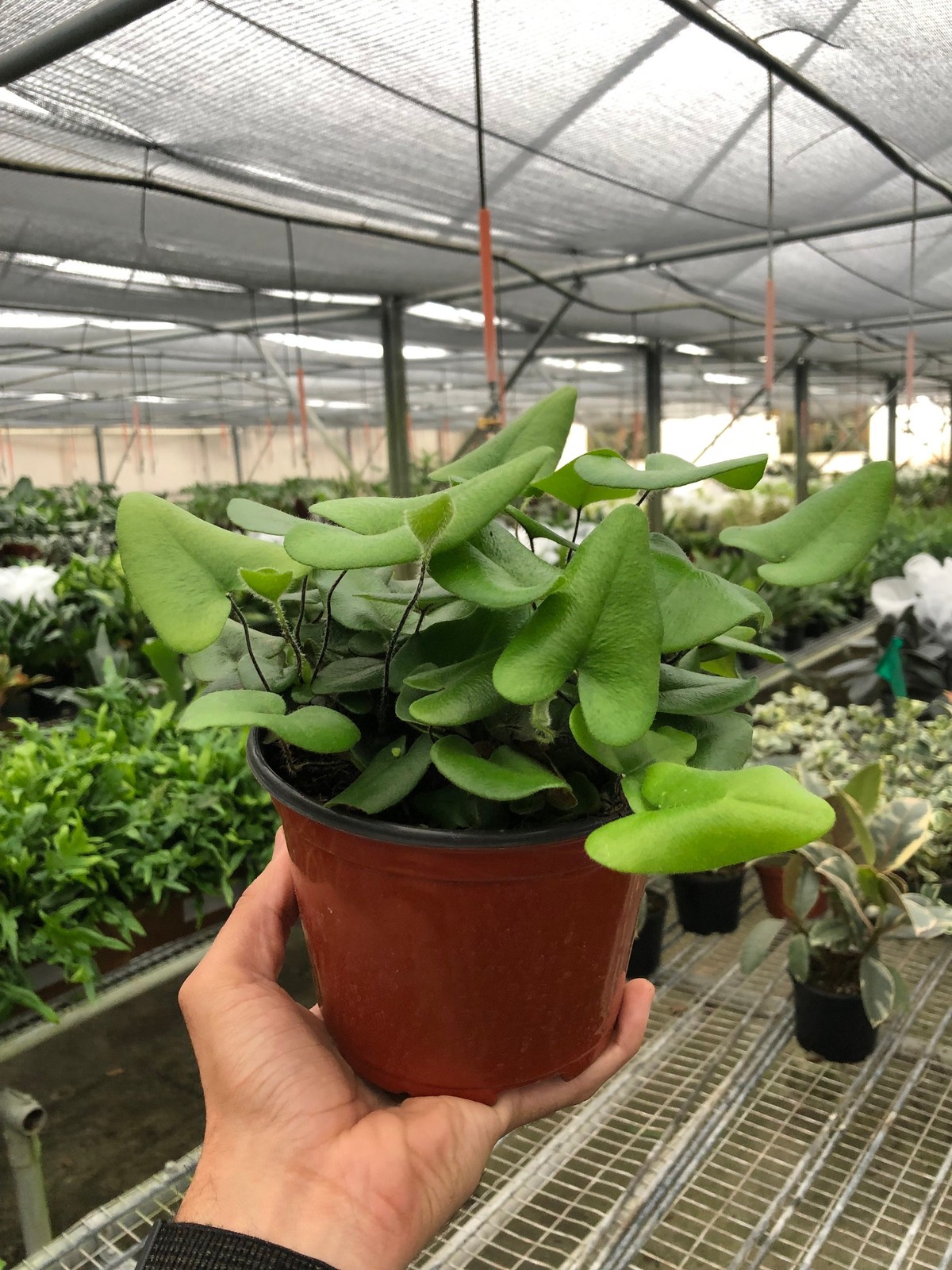 Fern ‘Heart’