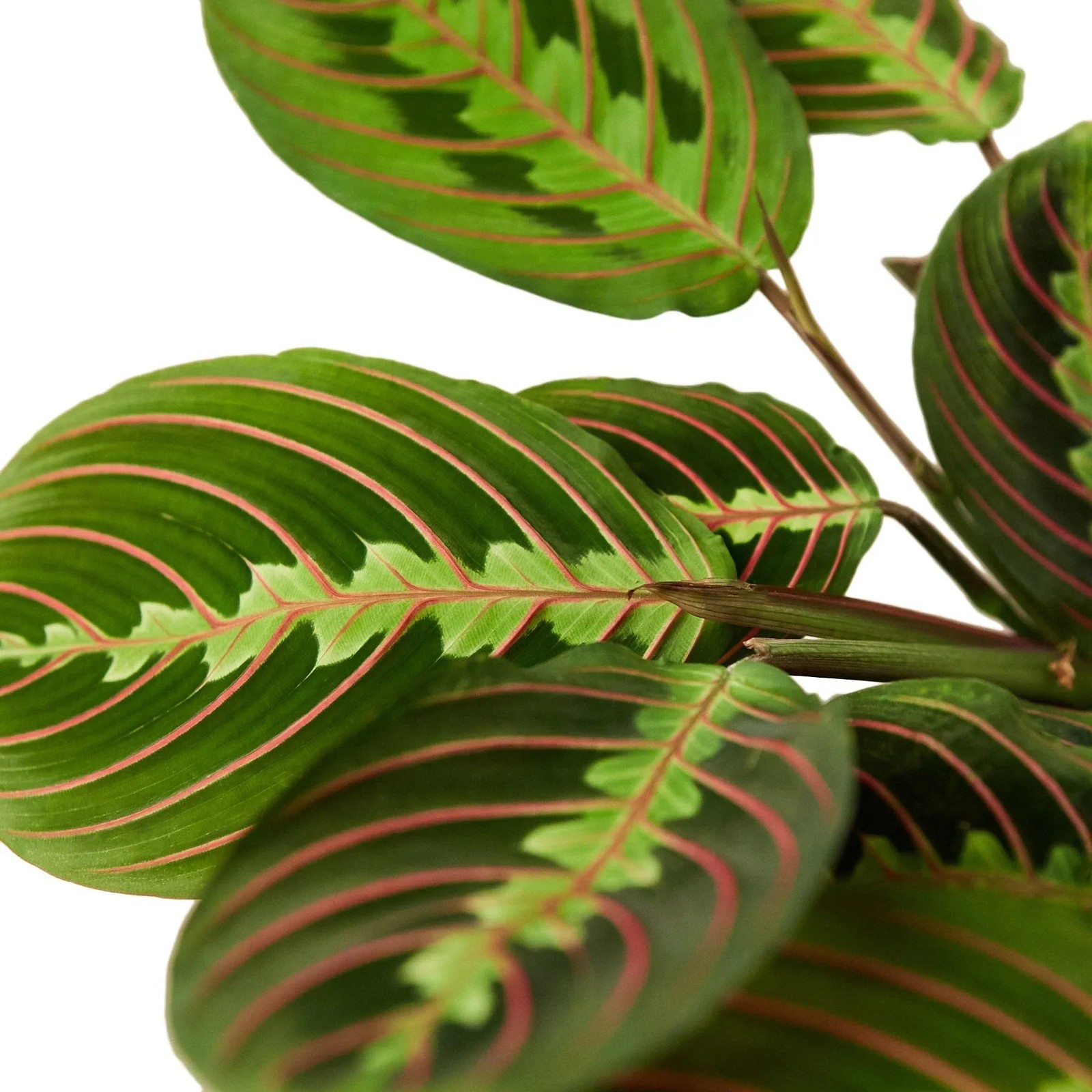 Maranta Red Prayer Plant • Vibrant Herringbone Pattern • 6″ Hanging Basket