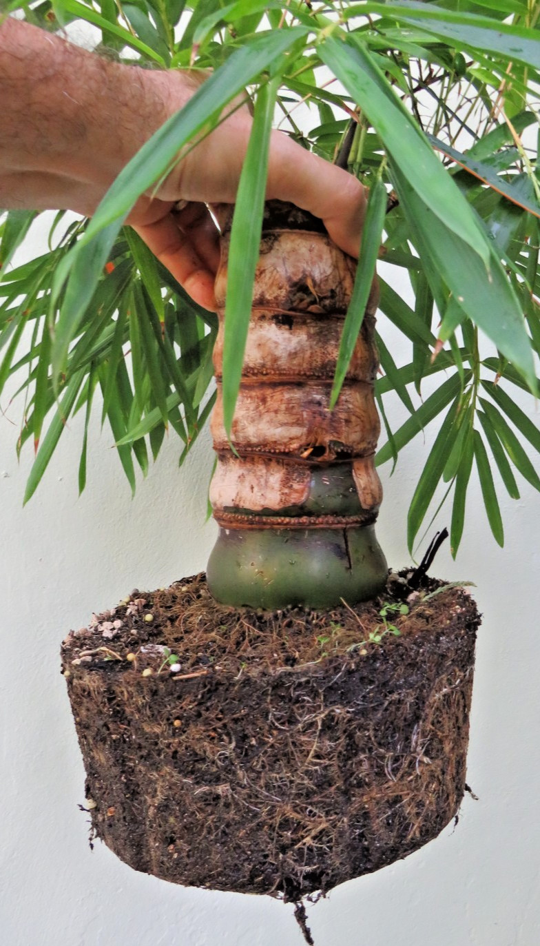 Buddha Belly Bamboo Thick trunk Bambusa ventricosa Exotic Tropical Bonsai Plant