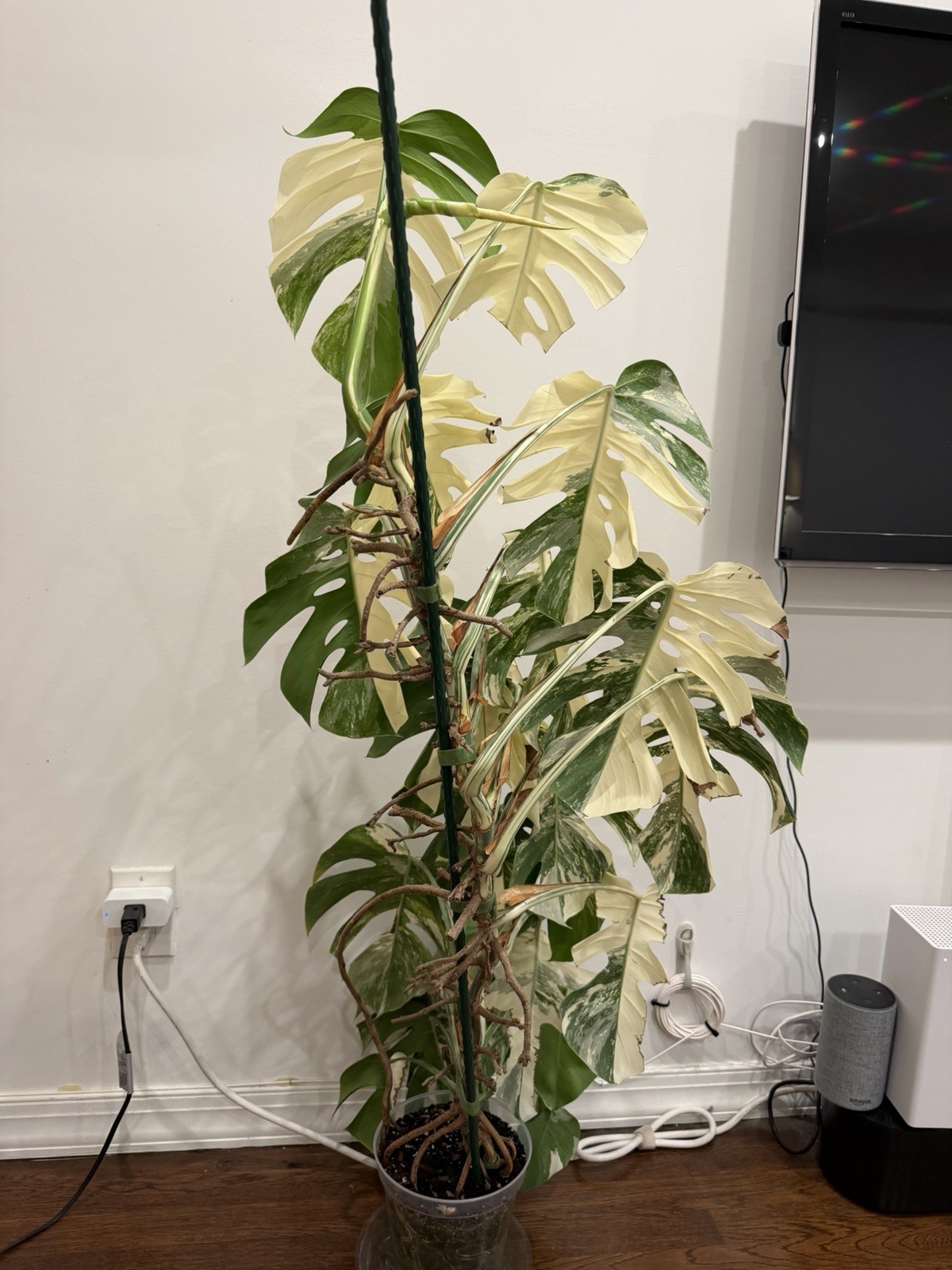X-Large Monstera Albo 50”+ Plant NYC local pickup EXACT PLANT