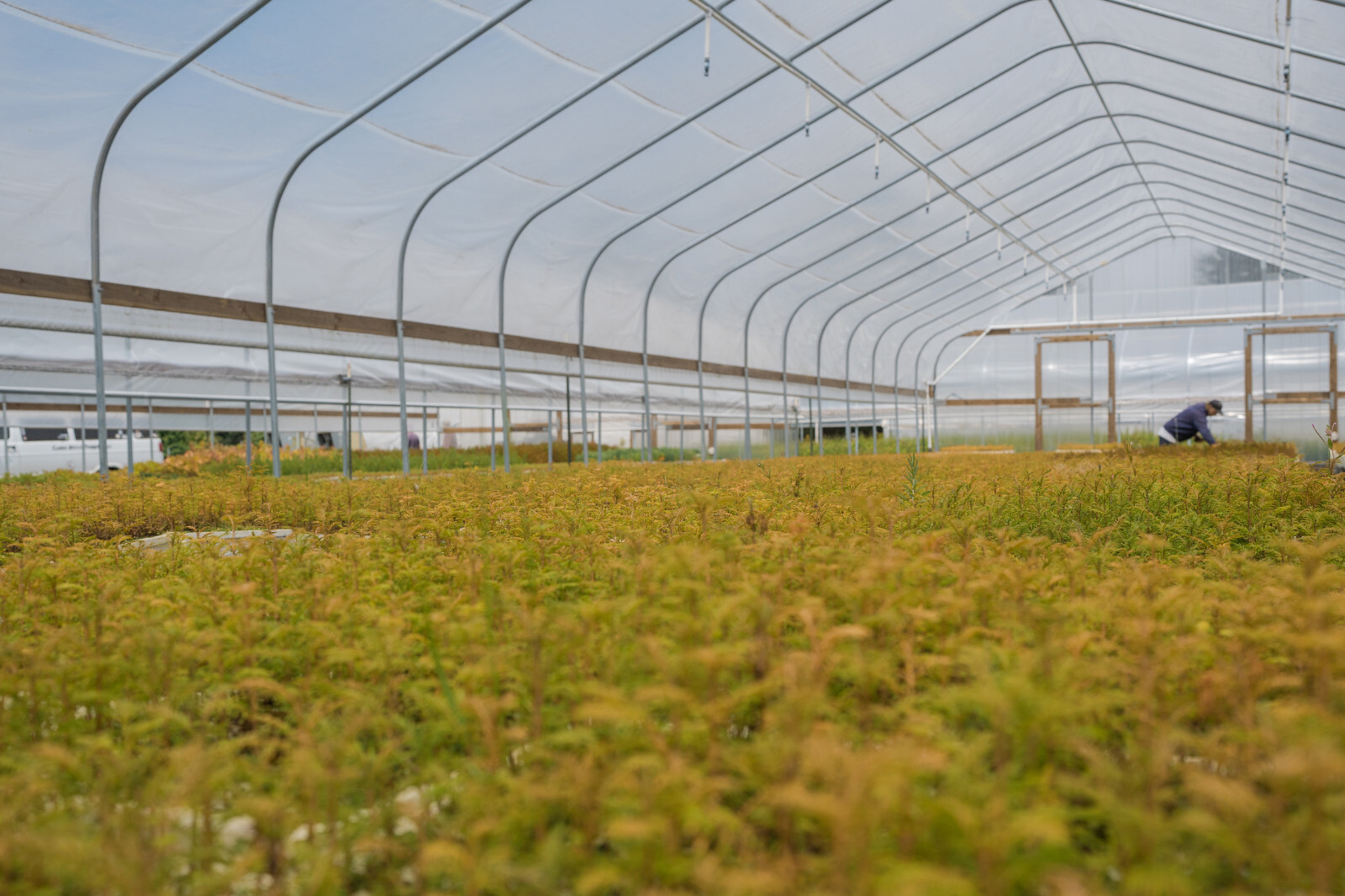 Dawn Redwood | Lot of 30 Tree Seedlings | The Jonsteen Company