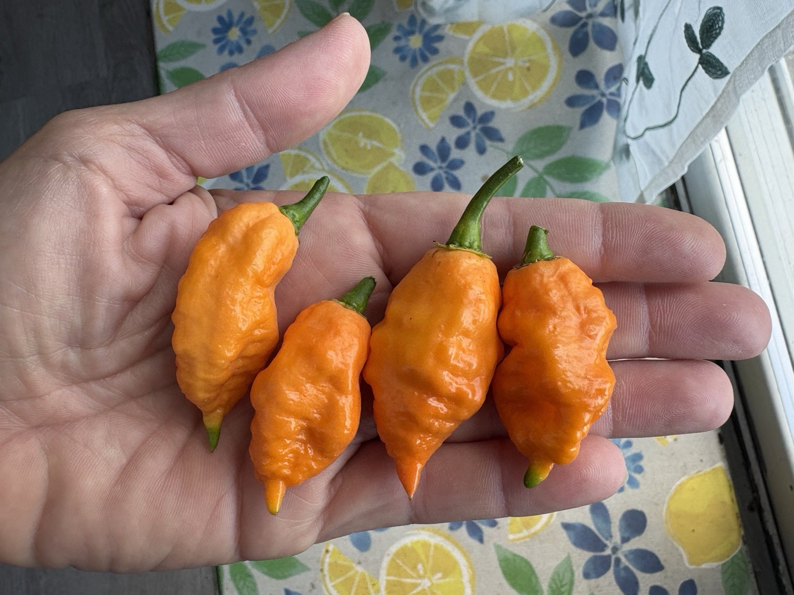 Green House Floor Hot Pepper Mix 16 Varieties 250+ Seeds