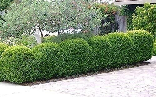 Boxwood Japanese | 4 Inch | Buxus microphylla | Formal Hedge | Evergreen Plant
