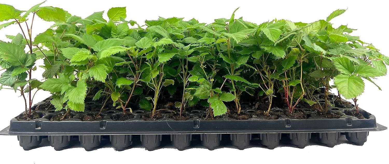 Apache BlackBerry Plant – Live Starter Plants – Rubus – Fruit Trees for The…