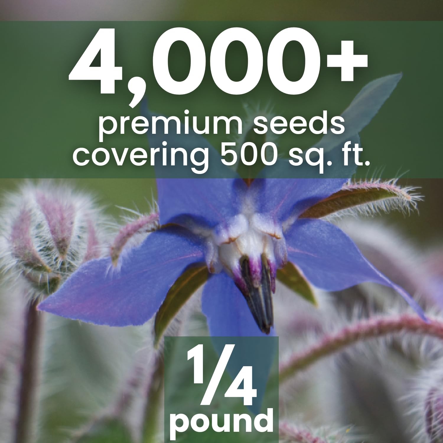Borage Seeds 4,000 Count for Planting 2026 Season 4 Ounce Pouch